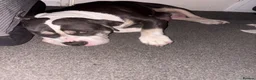 American Bully dogs for sale: Stunning American bully puppies for sale  - Advert 1