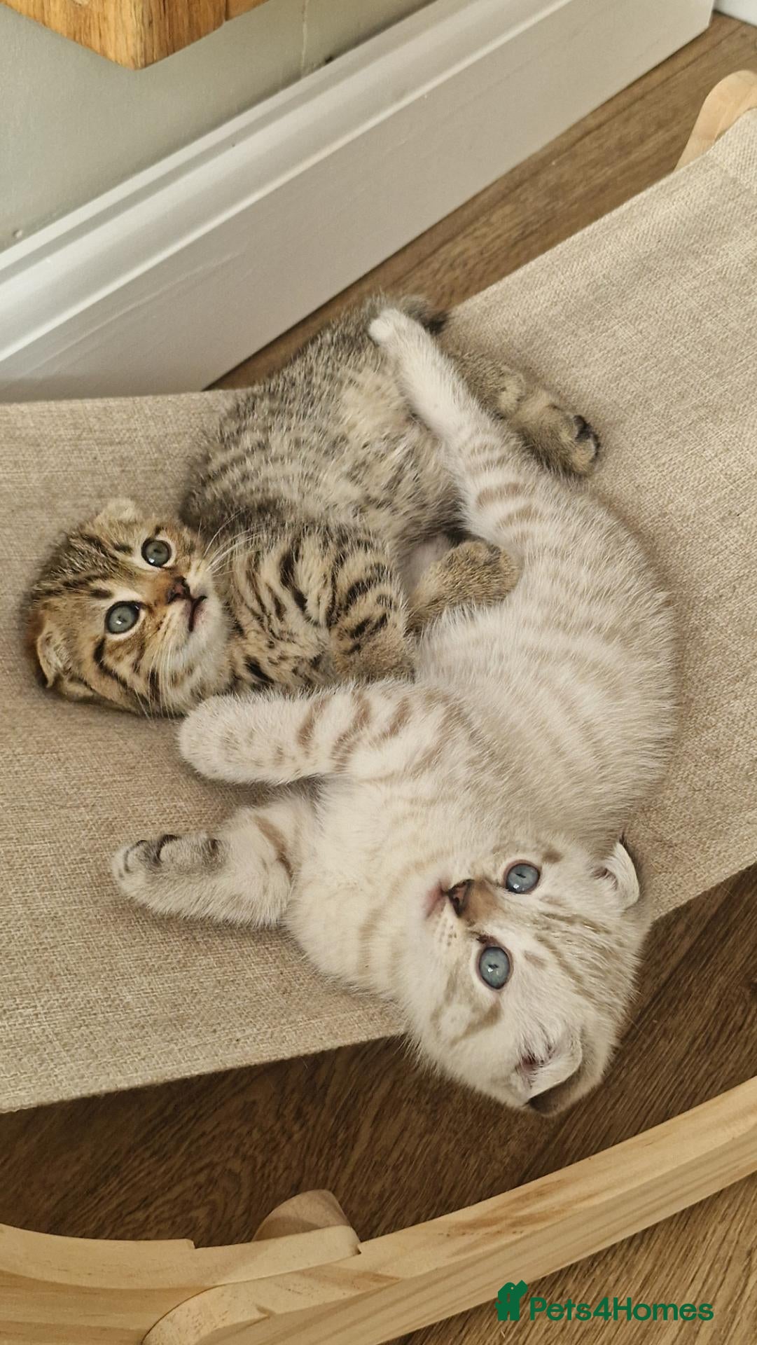 Scottish Fold cats 🐾Cute🐱 Scottish fold and Scottish straight🐱🐾 - Advert 1