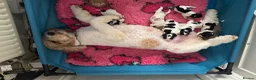 Cockapoo dogs for sale: Unique DNA Tested F1 Parti Cockapoos - Large size - Advert 6