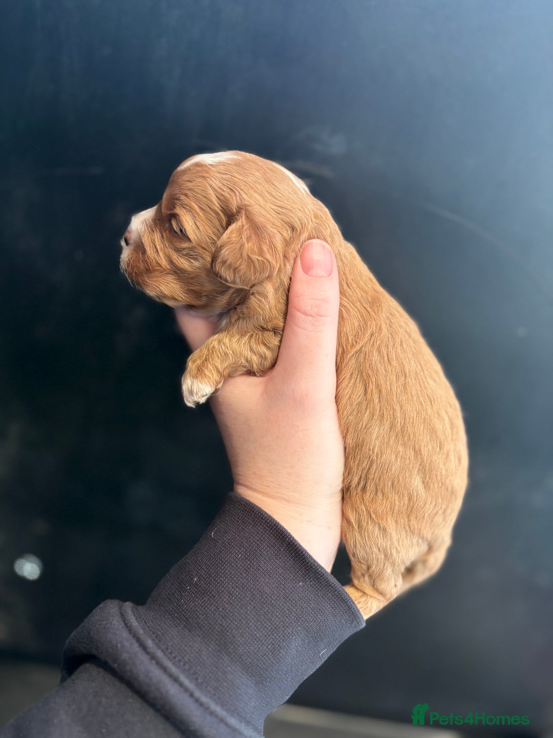 Cavapoo dogs for sale: Teddy Bear Cavapoo’s Ready 25th November  - Image 2
