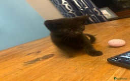 Mixed Breed cats for sale: Kittens - Image 13