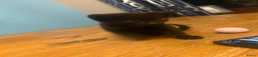 Mixed Breed Kitten 6