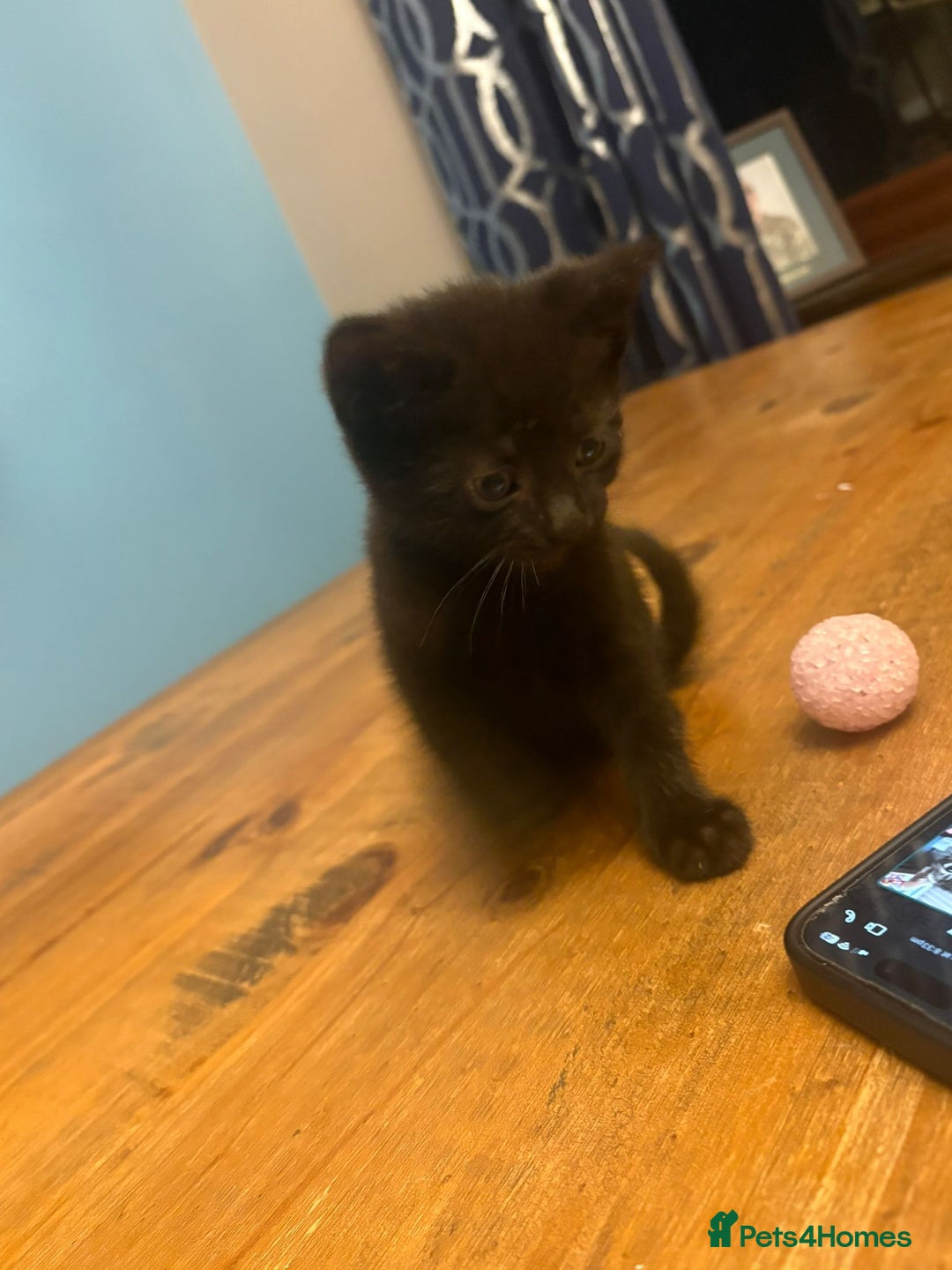 Mixed Breed cats for sale: Kittens - Image 13