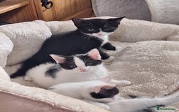 British Shorthair cats for sale: 6 Kittens - Image 5