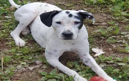 Mixed Breed dogs for adoption: Vicky (Dalmatian/Staffie mix) in London - Image 8