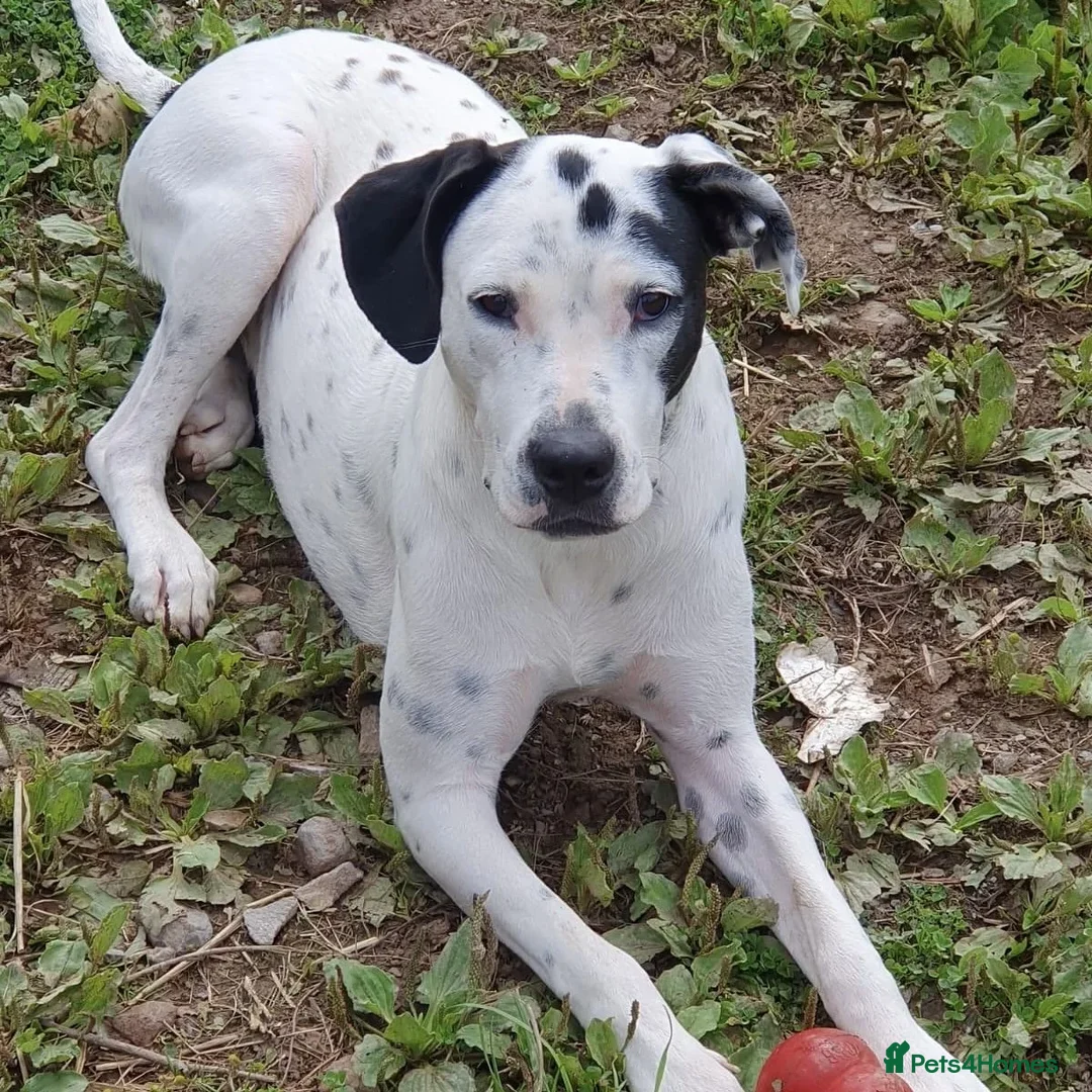 Mixed Breed dogs for adoption: Vicky (Dalmatian/Staffie mix) in London - Image 8