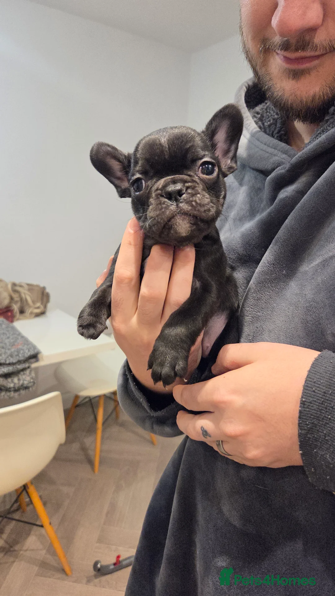 French Bulldog dogs for sale: French bulldog puppies 4 puppies still available  - Advert 5