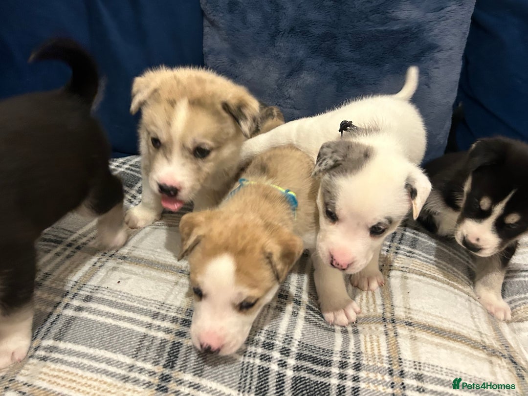 Siberian Husky dogs for sale: Husky cross pups! LAST BOY! - Image 8