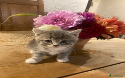 Ragdoll cats for sale: GORGEOUS Ragdoll X kittens - Image 1