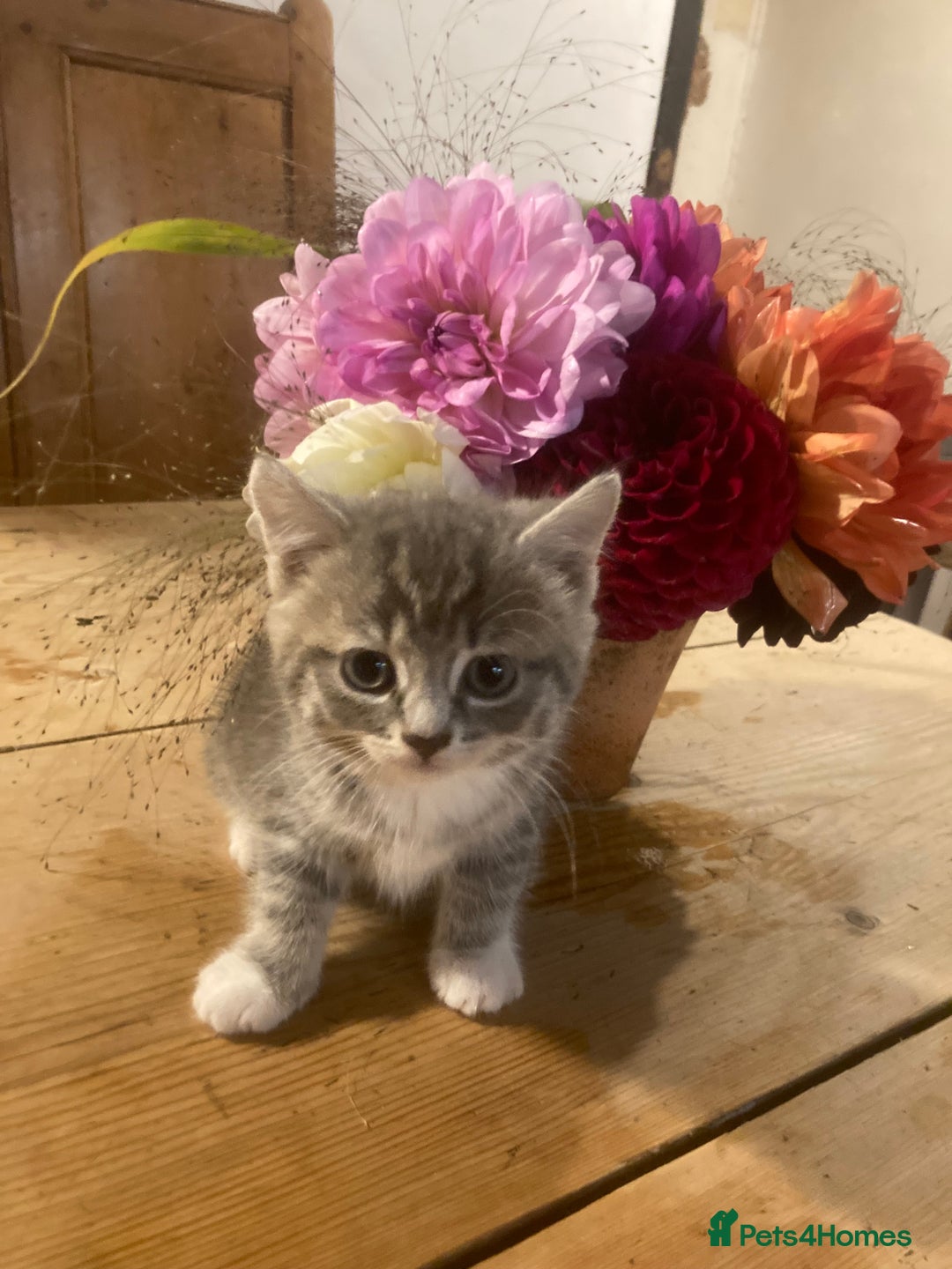 Ragdoll cats for sale: GORGEOUS Ragdoll X kittens - Image 1