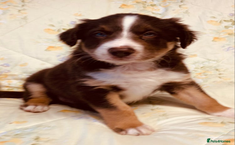 Border Collie dogs - Advert 1