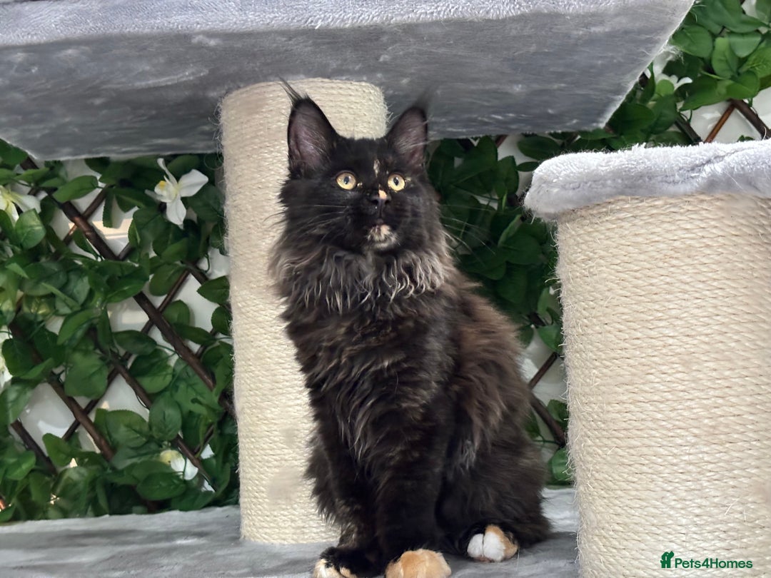 Maine Coon cats for sale: Tica Stunning Kittens  - Image 11