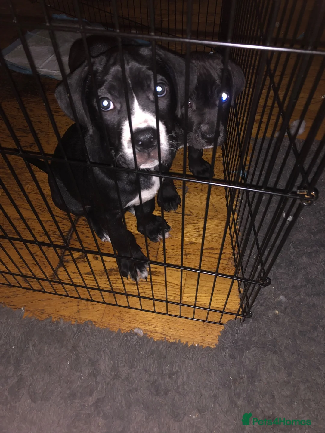 Mixed Breed dogs for sale: Female cane corso x2 - Advert 1