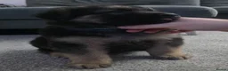 Sheprador dogs for sale: Sheprador Puppies – German Shepherd × Labrador - Advert 12