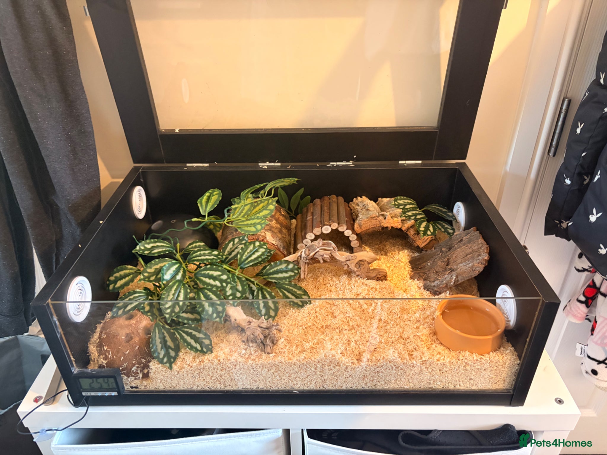 Snake reptiles for sale: Hognose snake  in Sutton-in-Ashfield - Advert 2