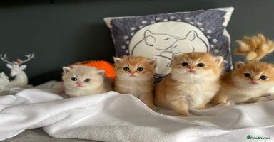 British Shorthair cats - Advert 10