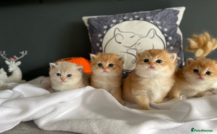 British Shorthair cats - Advert 4