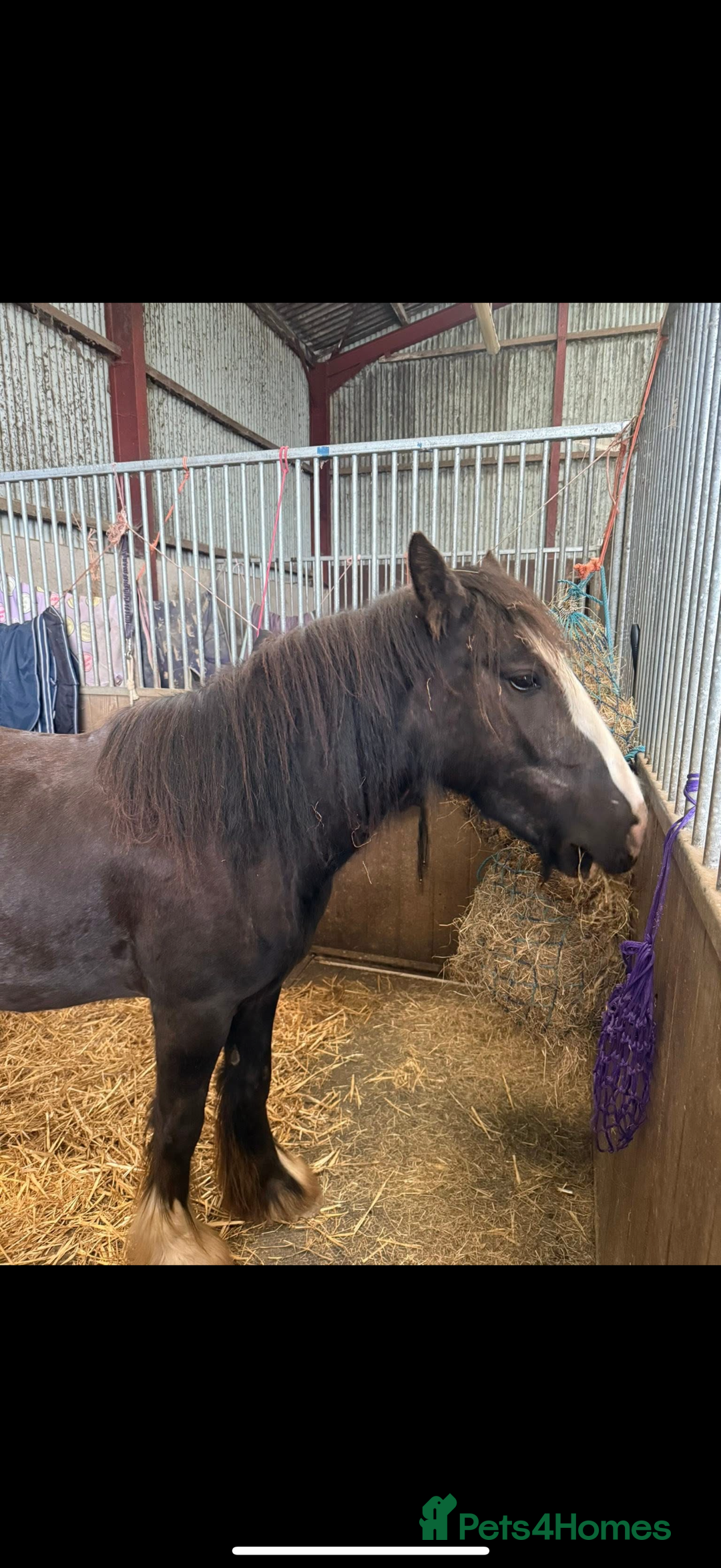 Irish Cob horses for sale: 3 year old cob Milton for sale  - Image 6
