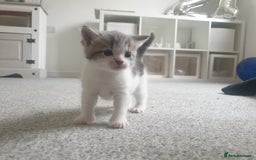 Russian Blue cats for sale: Beautiful male kitten  - Image 1