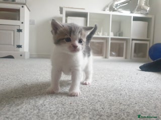 Russian Blue cats - Advert 3