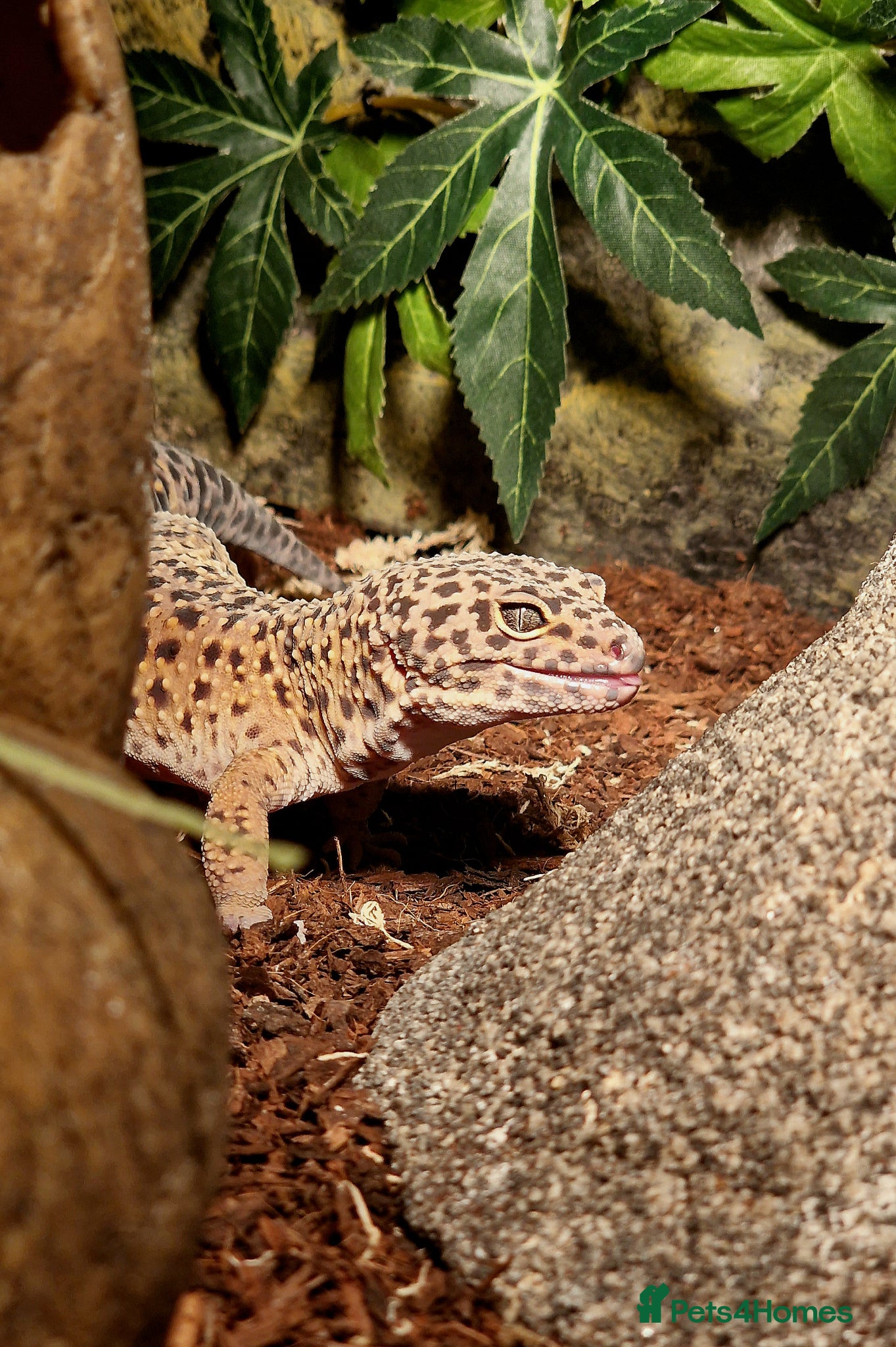 Leopard Gecko reptiles Leopard Gecko (approx 4 years old) - Advert 2