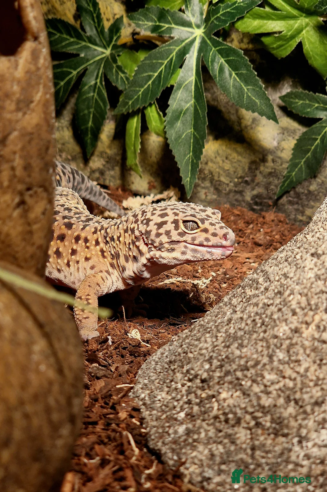 Leopard Gecko reptiles for sale: Leopard Gecko (approx 4 years old) in Stoke-on-Trent - Advert 2