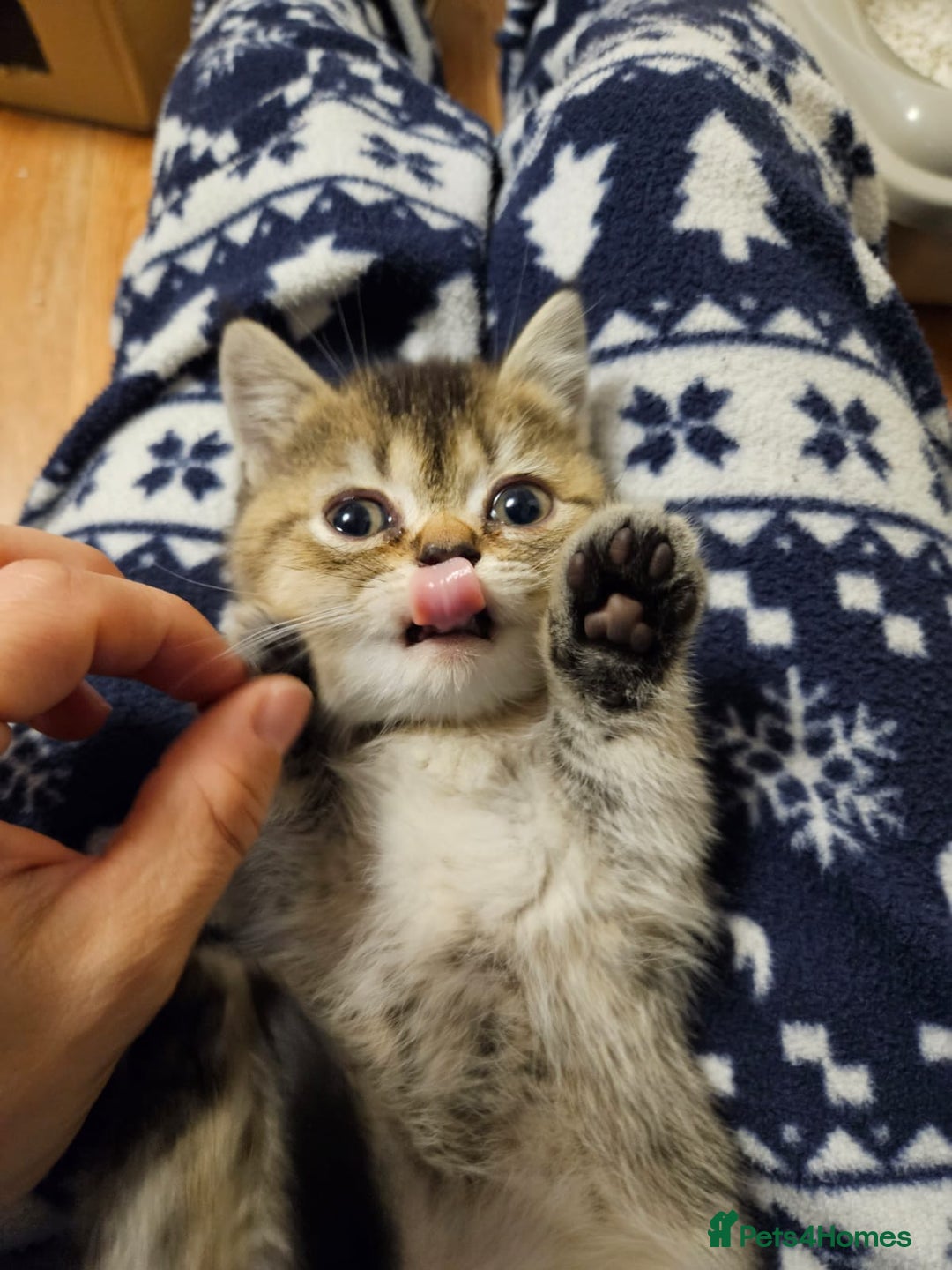 British Shorthair cats for sale: British Shorthair Kittens Full Pedigree Parents  - Advert 26