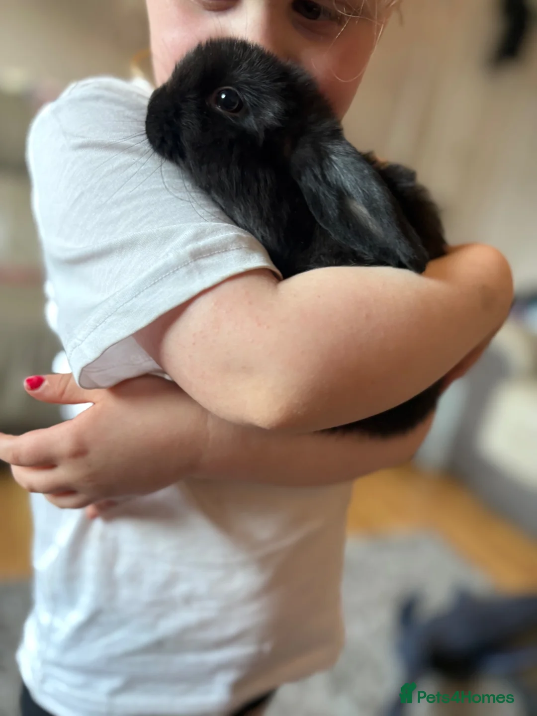 Mini Lop rabbits for sale: 5 x mini lops - Advert 2