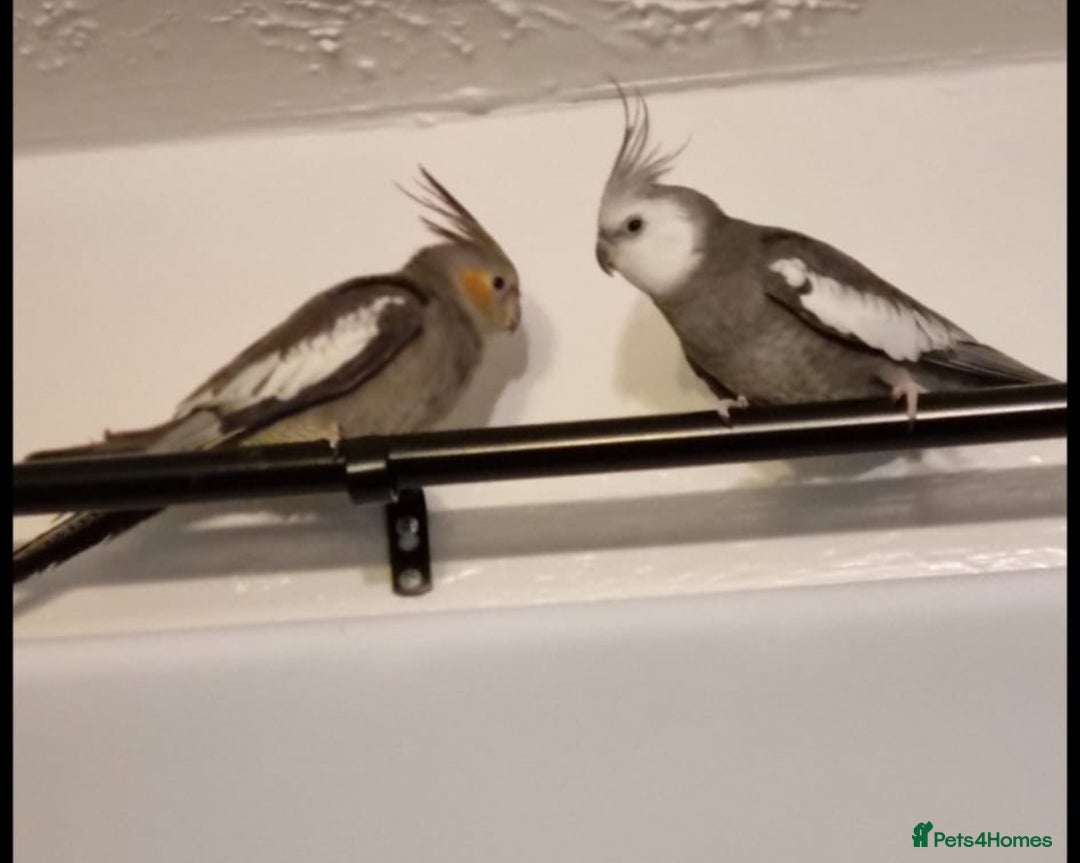 Cockatiels birds for sale: X4 Cockatiels 2 breeding pairs - Image 9