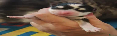 Zoro