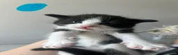 Mixed Breed cats for sale: 5 Gorgeous Kittens~Ready to be reserved  - Advert 2