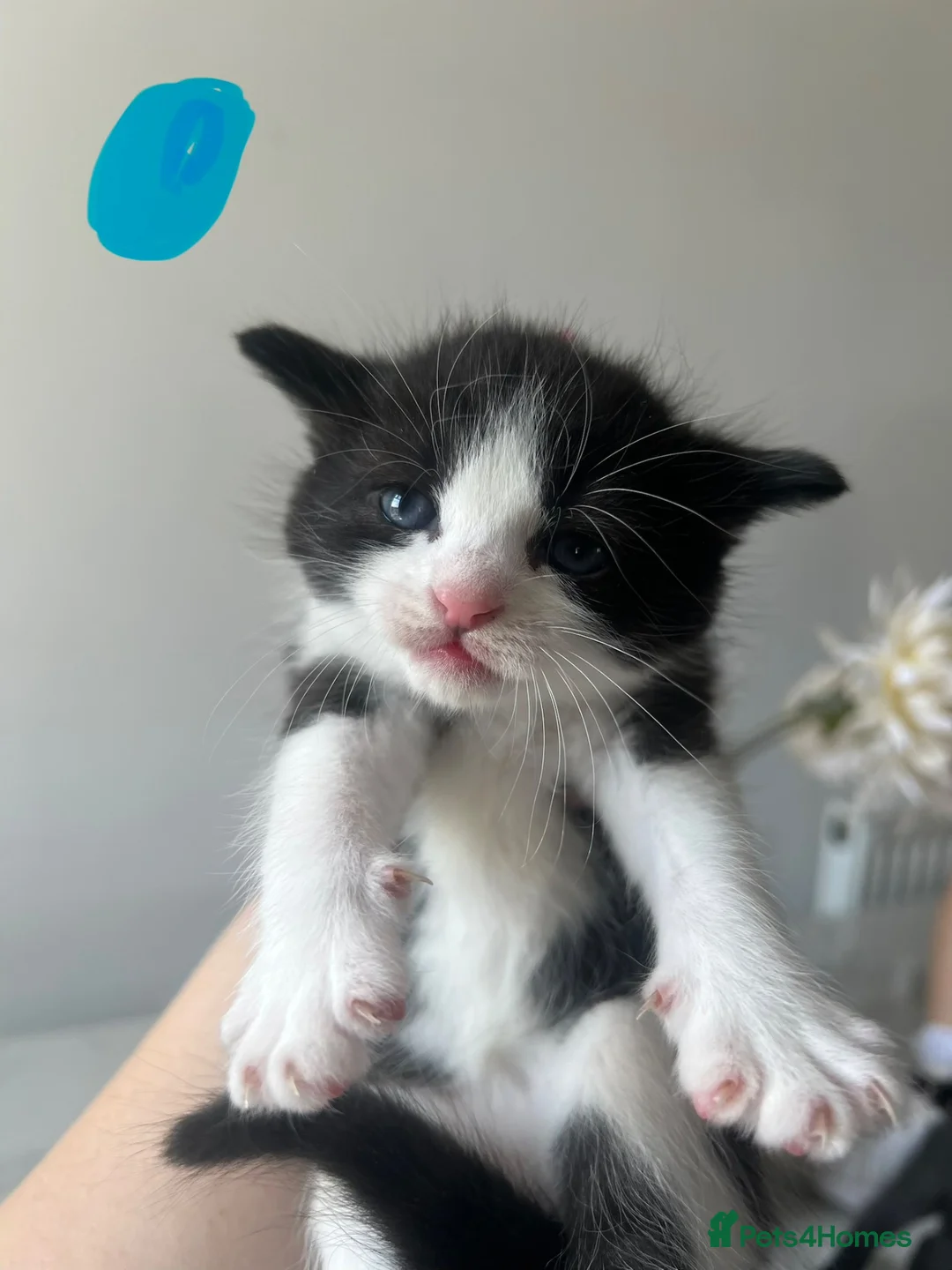 Mixed Breed cats for sale: 5 Gorgeous Kittens~Ready to be reserved  - Advert 2