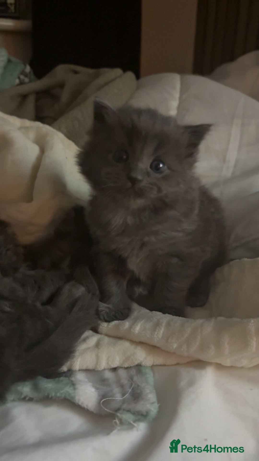 Mixed Breed cats for sale: Rag doll kittens - Advert 2