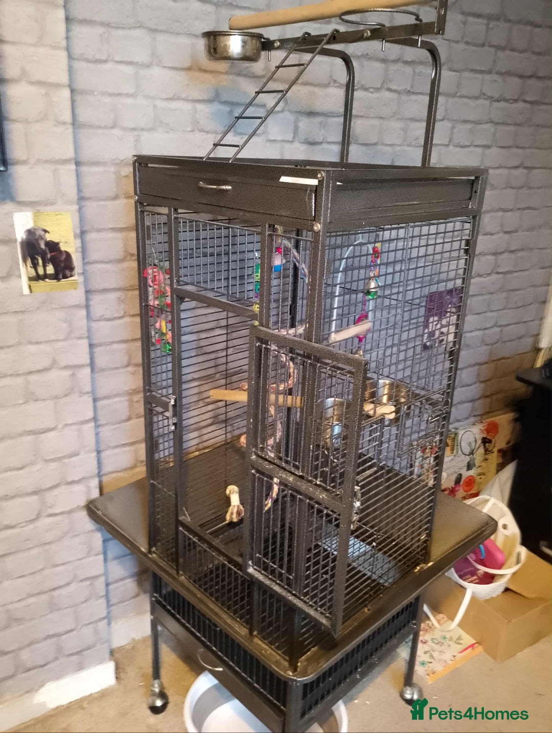 Cockatiels birds for sale: cockatiel - Advert 2