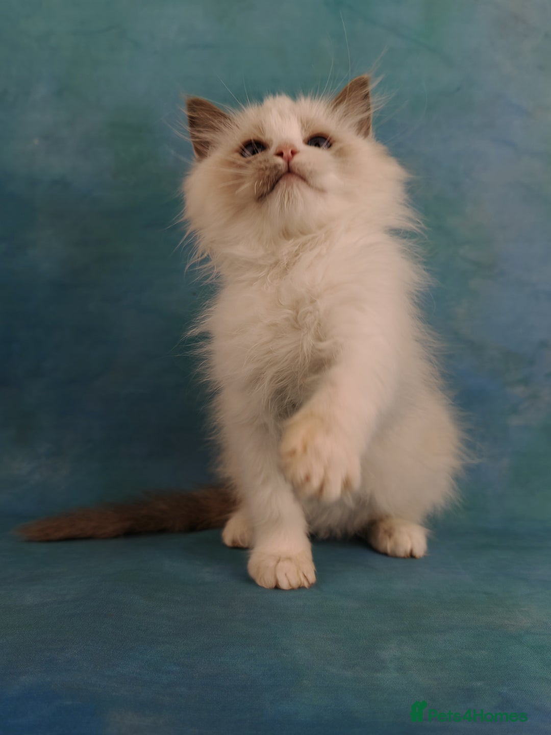 Ragdoll cats for sale: ❤️BEST KITTENS RAGDOLL❤️ CHAMPION REGIONAL WINNER  - Advert 19