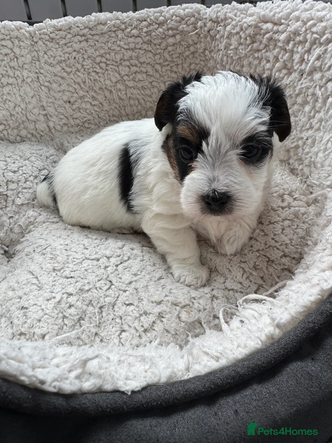 Mixed Breed dogs for sale: Parson Russell X mini Biewer rough coated pups  - Advert 11