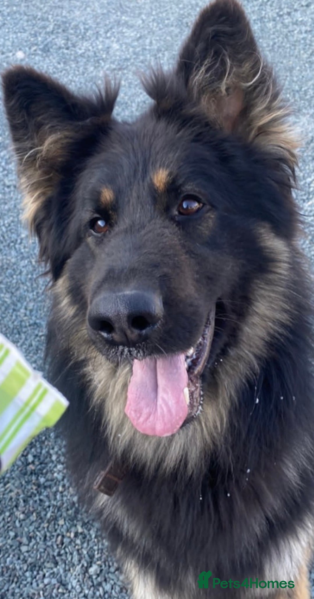 Mixed Breed dogs for sale: Dakota and Akila - Advert 14