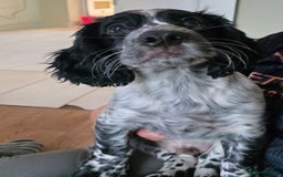 Cocker Spaniel dogs for sale: 4x Cocker Spaniel pups blue roan READY TO GO - Image 5