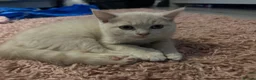 British Shorthair cats for sale: Purebred British shorthair kittens - Advert 7