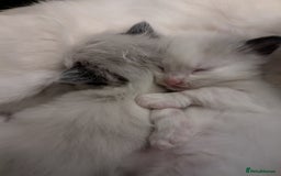 Ragdoll cats for sale: ragdoll kittens (only 1 boy left main picture) - Image 11