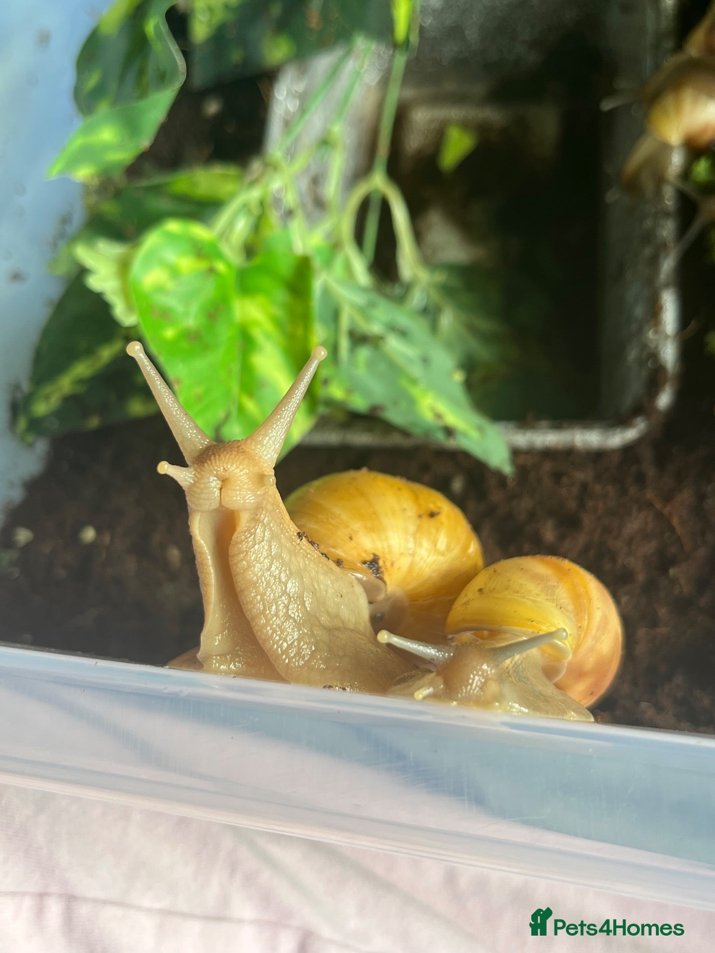 Snails invertebrates Captive bred Lissachatina fulica - Advert 1