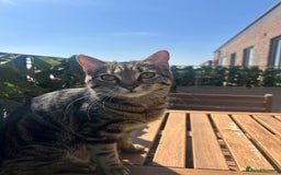 American Shorthair cats for sale: Tabby cat for adoption FREE ignore price - Advert 2