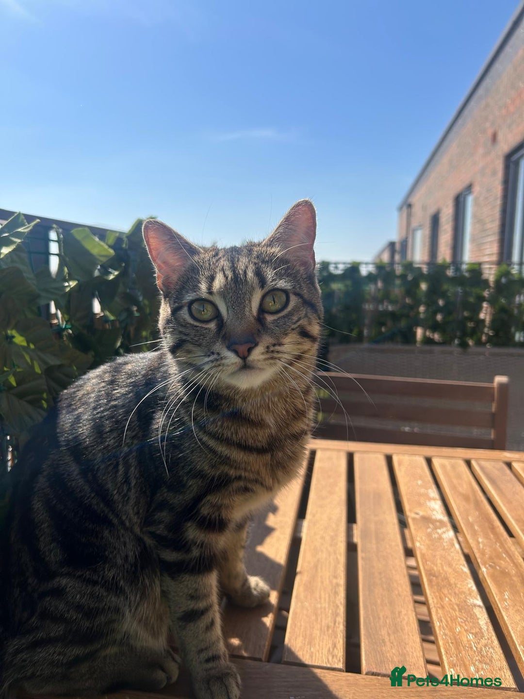 American Shorthair cats for sale: Tabby cat for adoption FREE ignore price - Advert 2