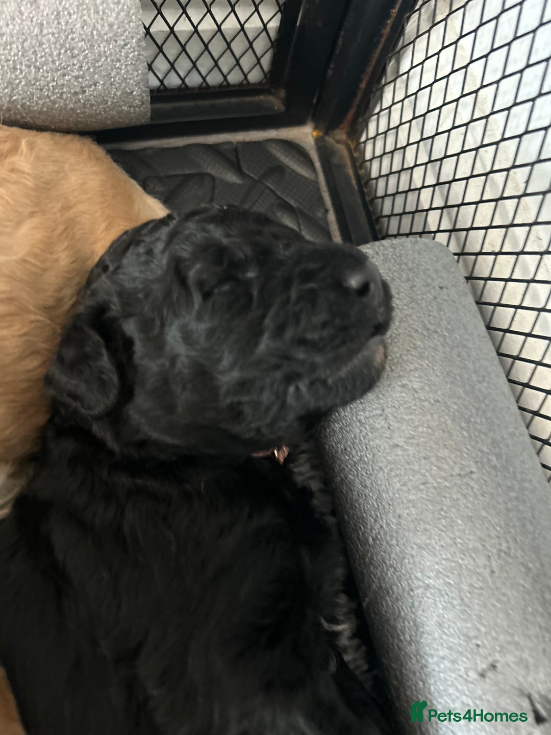 Bernedoodle dogs for sale: Bernedoodle x Labradoodle  - Image 33