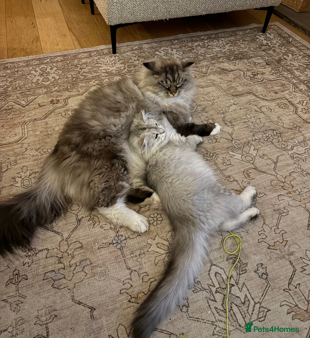 Persian cats for sale: Beautiful Persian boy  - Advert 4