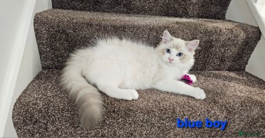Ragdoll cats - Advert 1