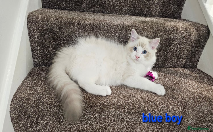 Ragdoll cats - Advert 1