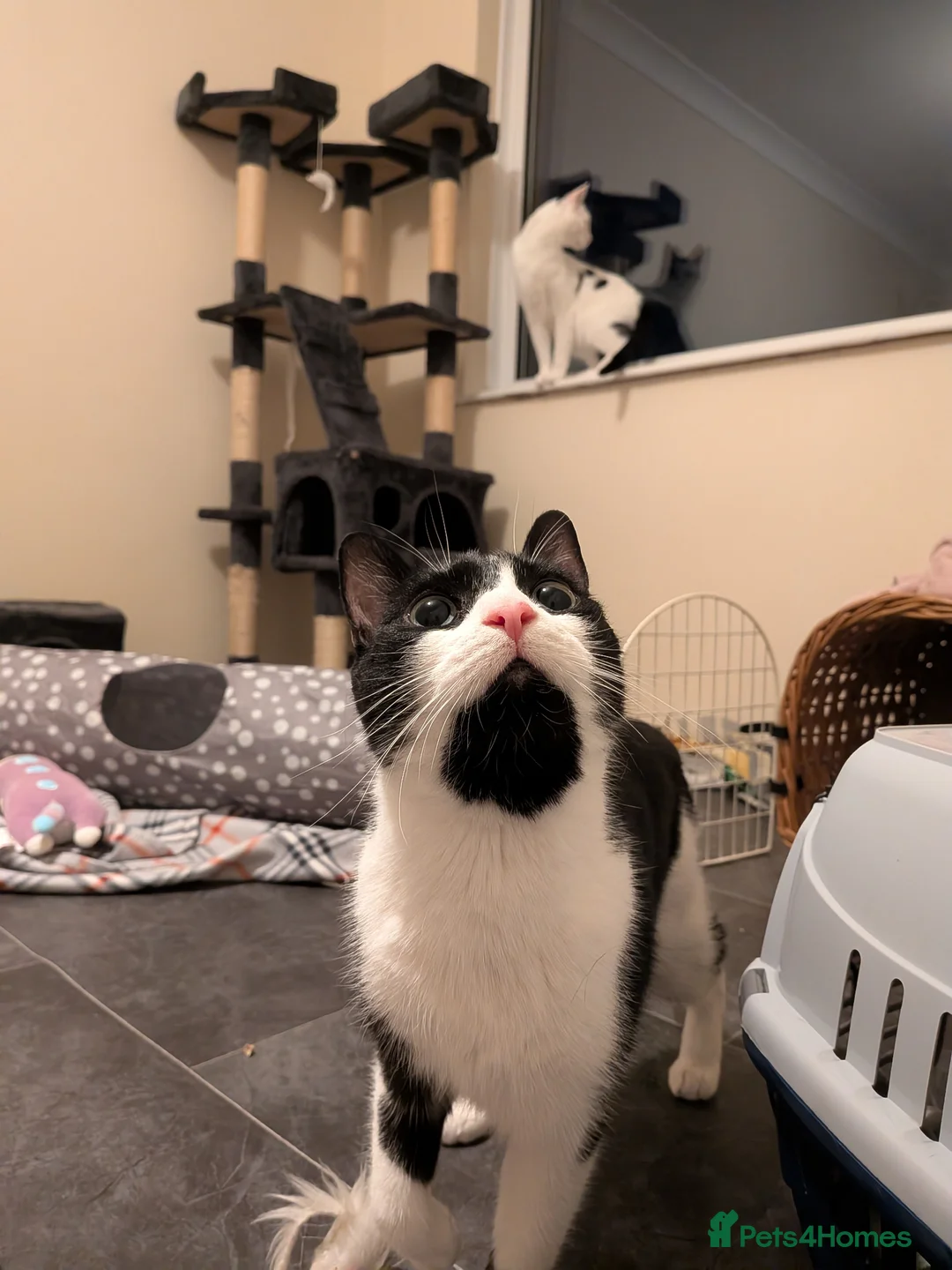 Domestic Shorthair cats for adoption: Rosie and Jim are purr machines - Advert 7