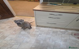 Shar Pei dogs for sale: Sharpei  - Image 3