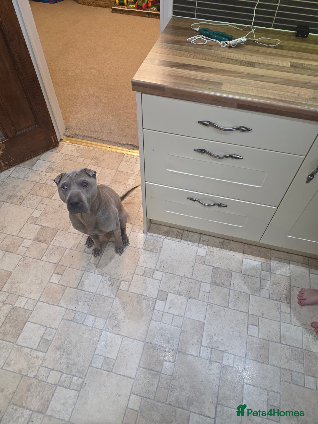 Shar Pei dogs for sale: Sharpei  - Image 3